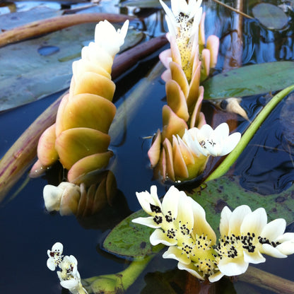 Nenúfar Del Cabo - Aponogeton Distachyos_2