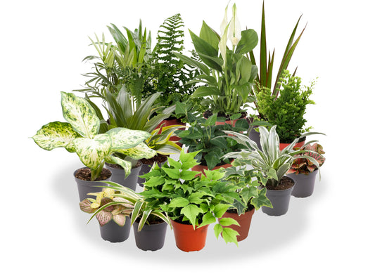 Pack De 10 Plantas De Interior M9_0