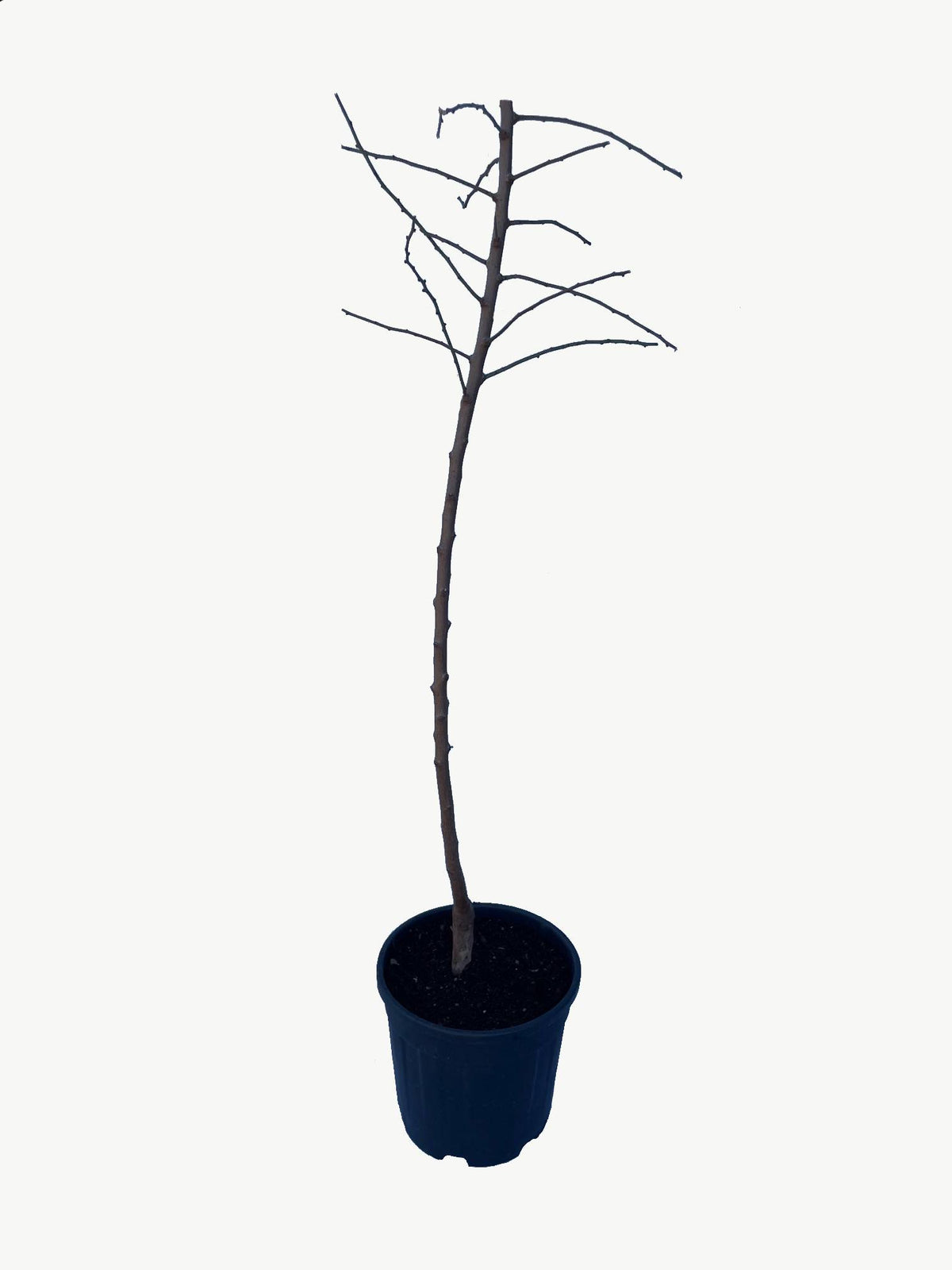 Frutal Almendro - Planta Natural - Maceta 26cm - Altura Aprox. 120/150_1