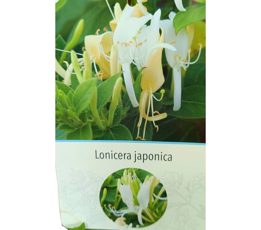 Lonicera Japónica M20 180-200cm_1