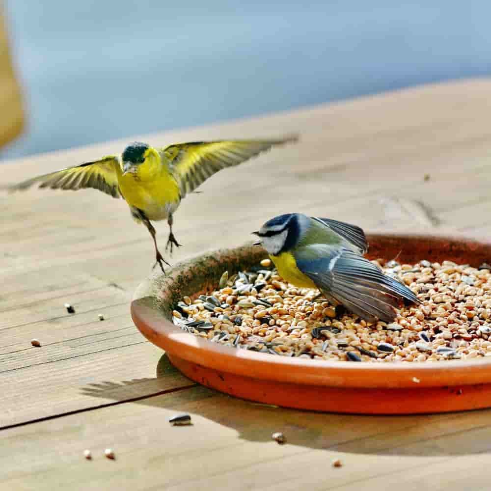 Comida Para Pájaros 10 Kg, Comida Rica En Grasa, Mezcla De Semillas Para Aves_2