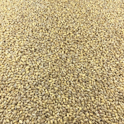 Cebada Ecológica Granel 10 Kg_2