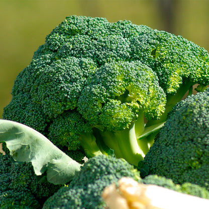 Plantón Brócoli - PlantaBo_1