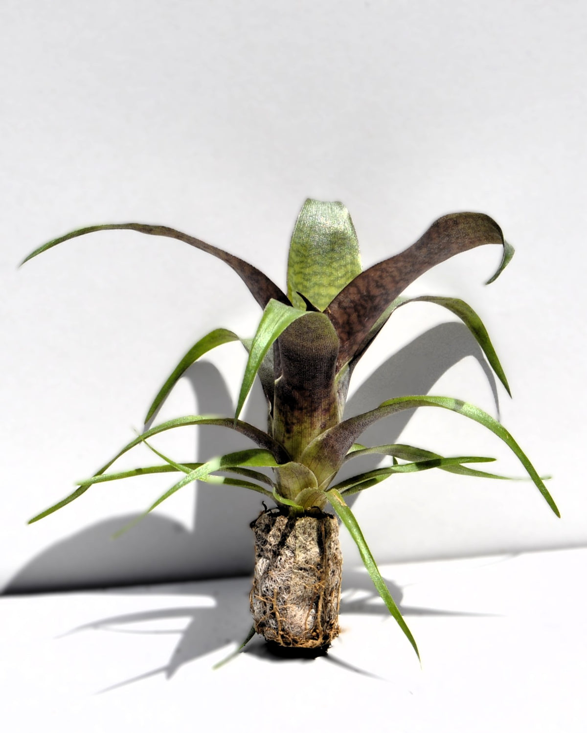 Vriesea 'Tropical Day' M; bromelia tropical; Curiosarium; altura 15 cm, diámetro 15 cm, sin sustrato_3
