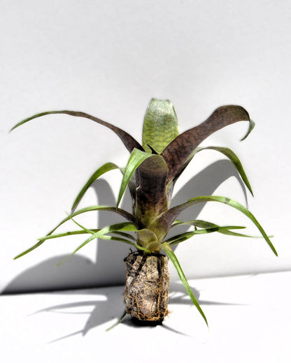 Vriesea 'Tropical Day' M; bromelia tropical; Curiosarium; altura 15 cm, diámetro 15 cm, sin sustrato_3