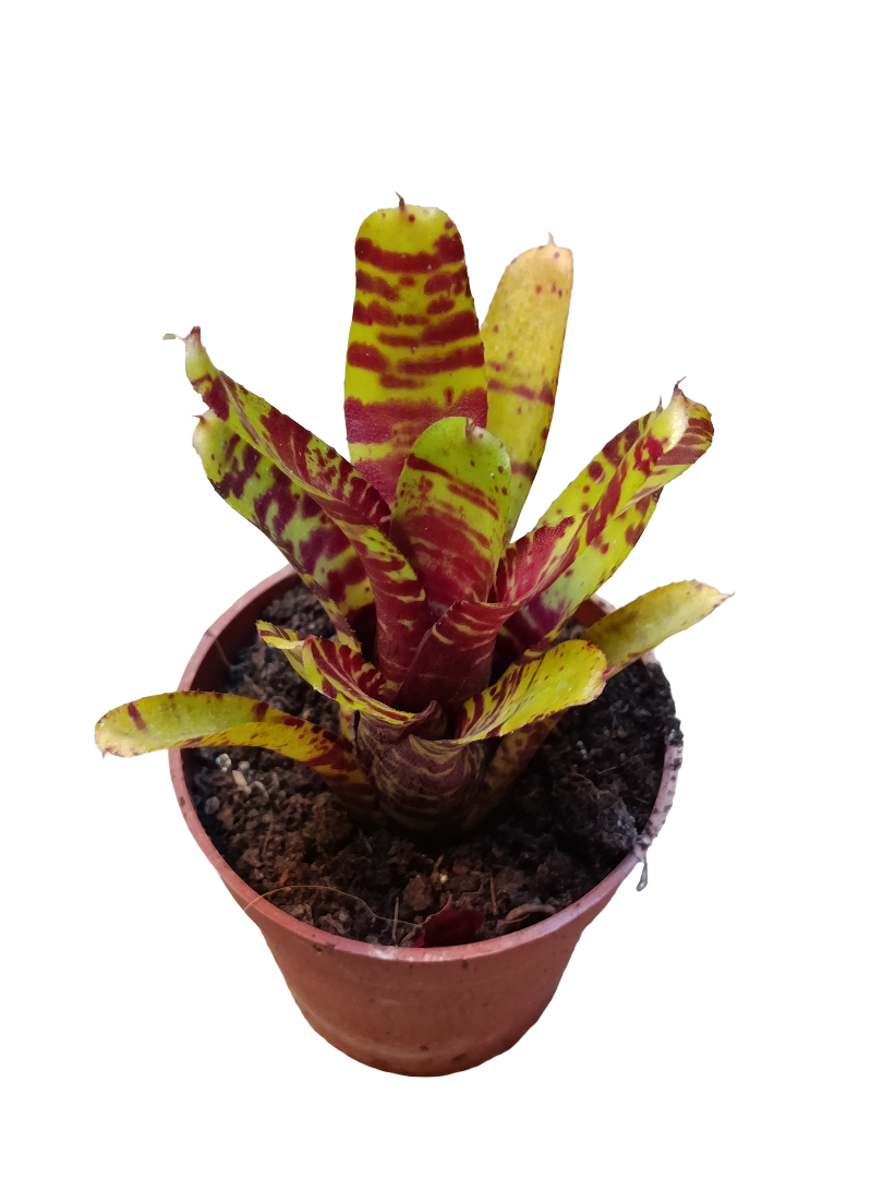 Neoregelia Da Kine Planta Natural Bromelia_0