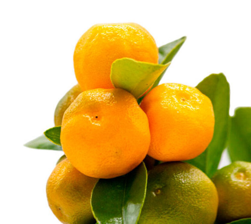 Calamondin - Naranjo Enano - Cítricos Comestibles - Maceta Cerámica - Planta Viva_3