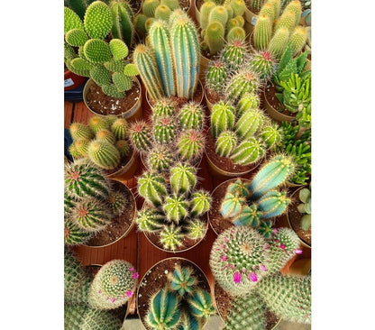 Cactus Variados M17 (unidad)_1