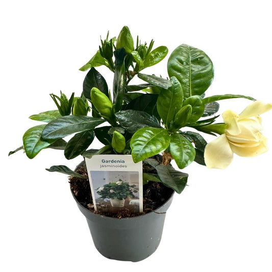 Gardenia Jarminoides, La Planta Con Perfume De Jazmín Más Impresionante M14_0