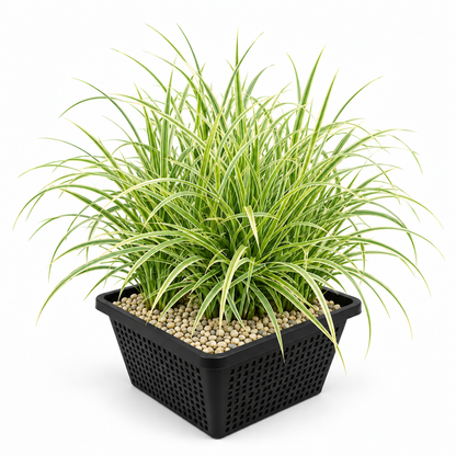 Cárex - Carex - Set De 4 Con Cesta_0