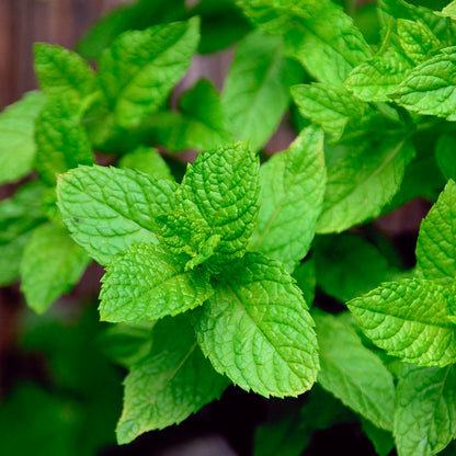 Maceta Menta Piperita 10,5 Cm - Plantabo_1