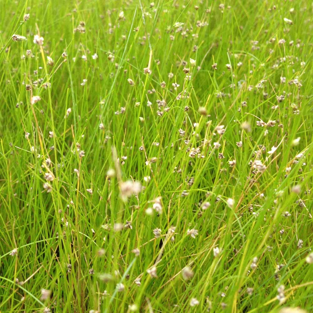 Junco De Aguja - Eleocharis Acicularis - 12 Plantas_2