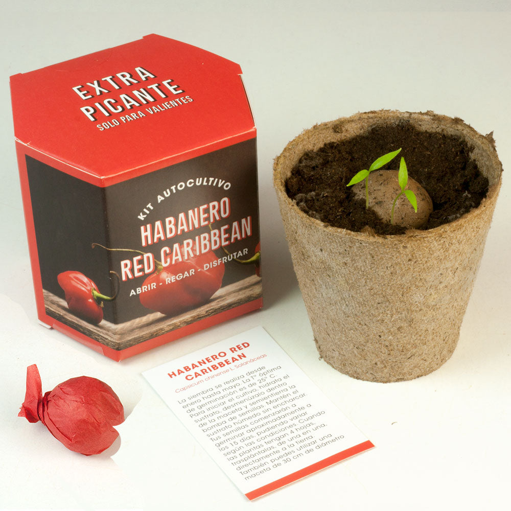 Kit Autocultivo Habanero Red Caribbean Pimiento Extra Picante 450.000 SHU - Resetea_2