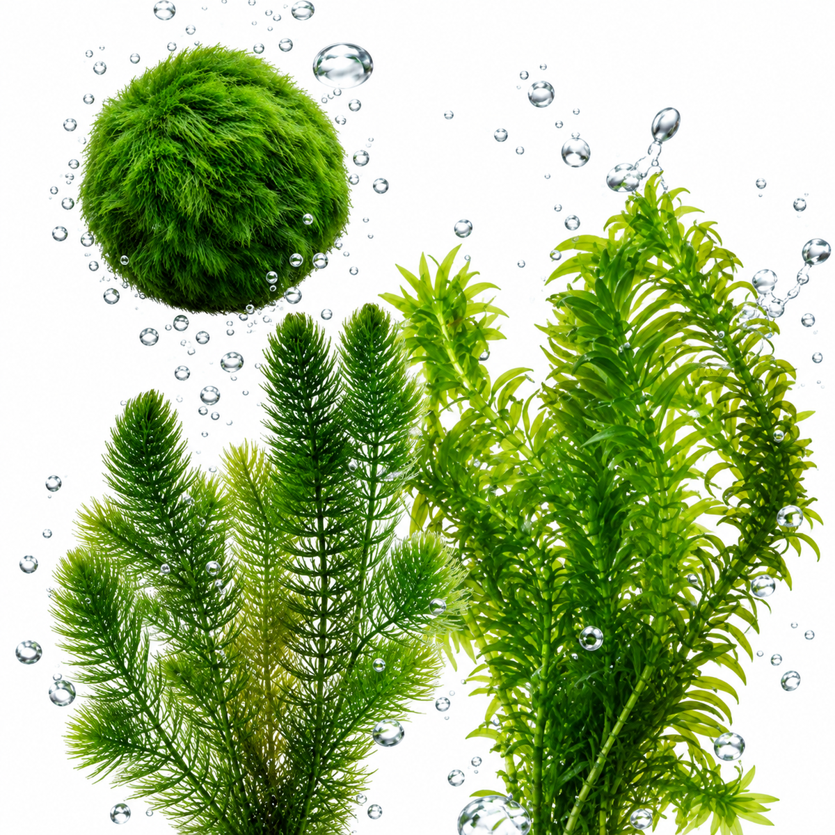 Set Plantas Oxigenadoras Estanque 100-1.000 L - Contra Algas Y Agua Verde_0