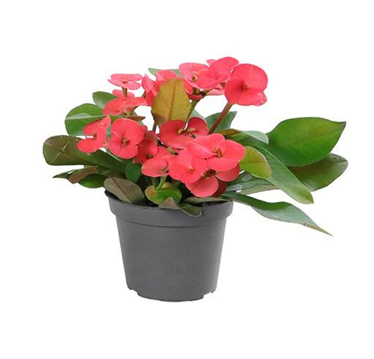 Euphorbia Mili Rojo Planta Suculenta Ø6 Espina De Cristo_0