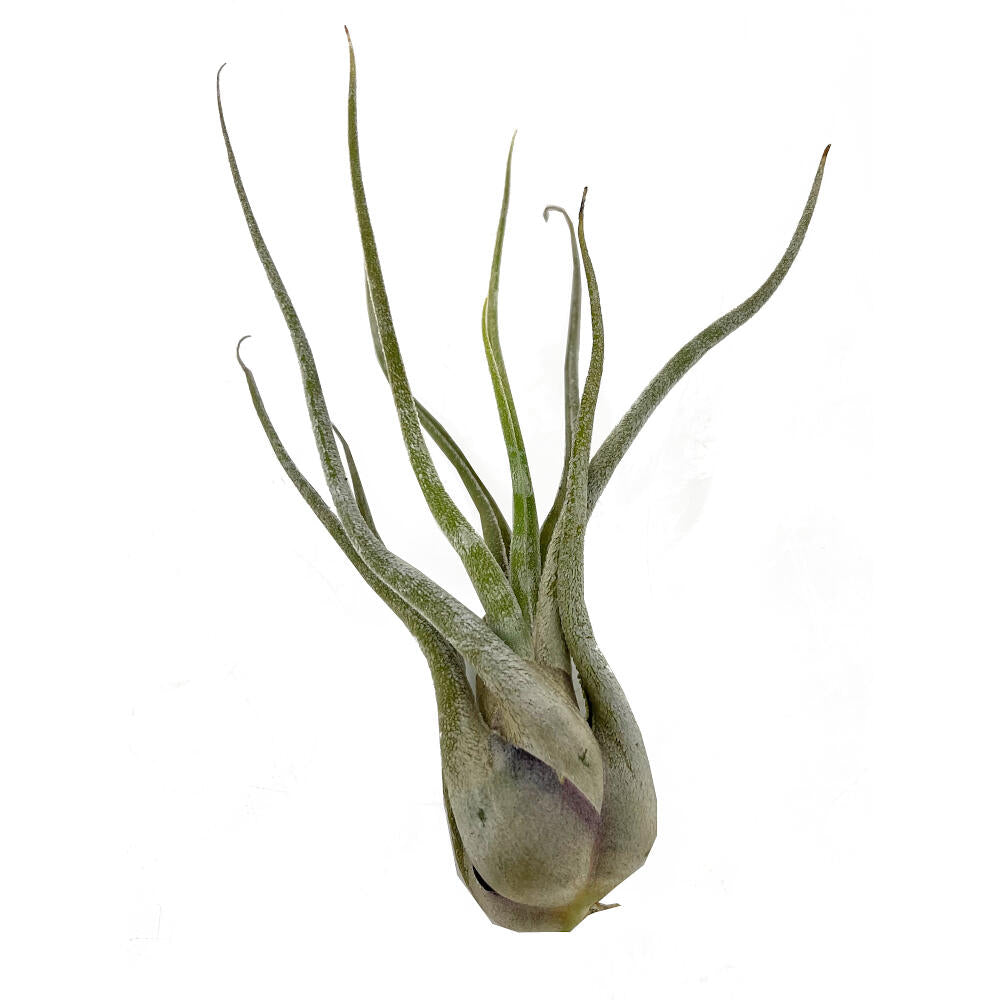Tillandsia Caput Medusae 13cm Alto X 10cm Ancho_0
