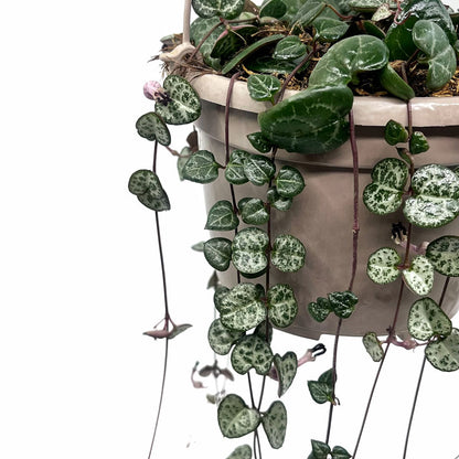 Ceropegia Woodii Cactus Y Suculentas M15cm Ø con colgador_2