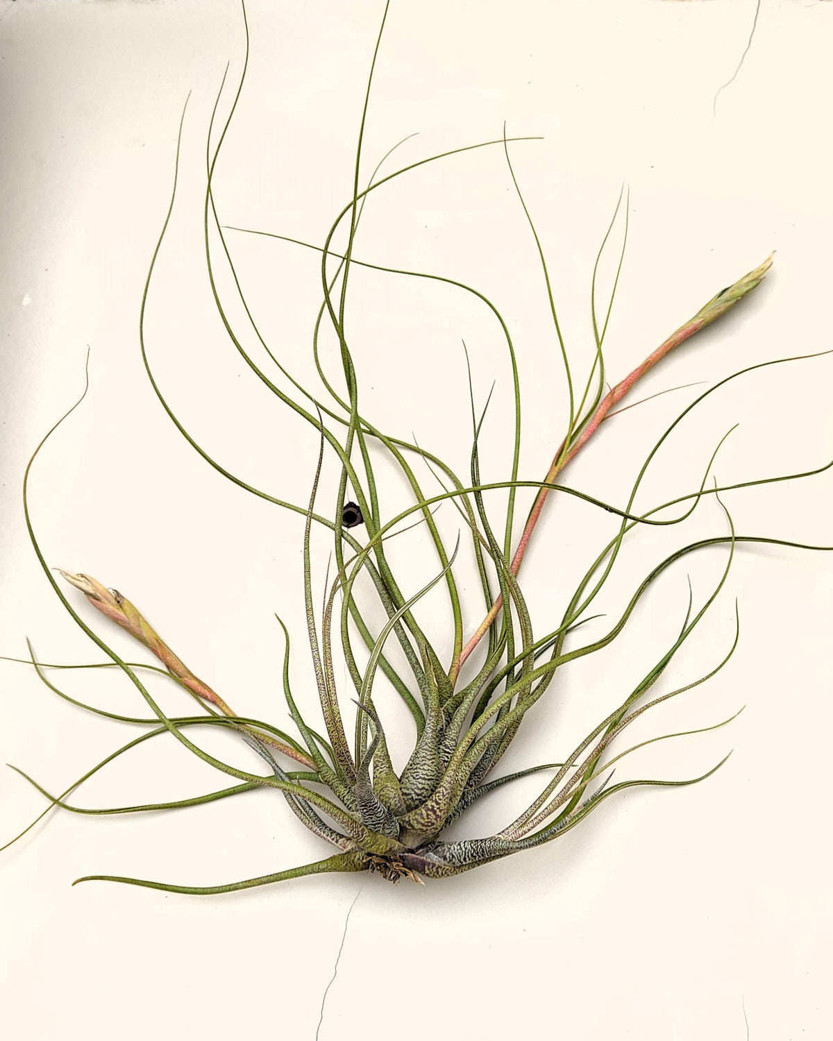 Tillandsia butzii "clump"; planta del aire, mata de plantas; Curiosarium; altura 10-15 cm, diámetro 30-50 cm_2