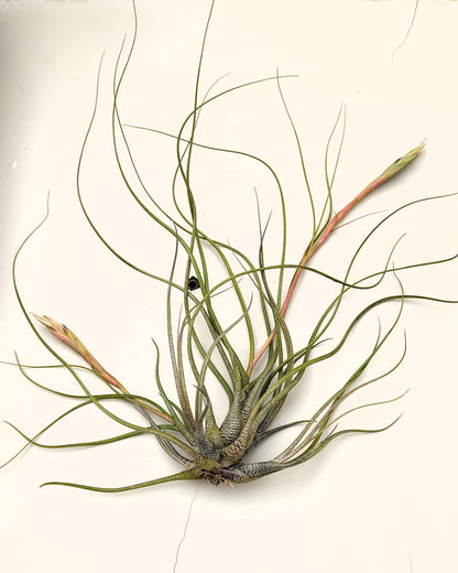 Tillandsia butzii "clump"; planta del aire, mata de plantas; Curiosarium; altura 10-15 cm, diámetro 30-50 cm_2