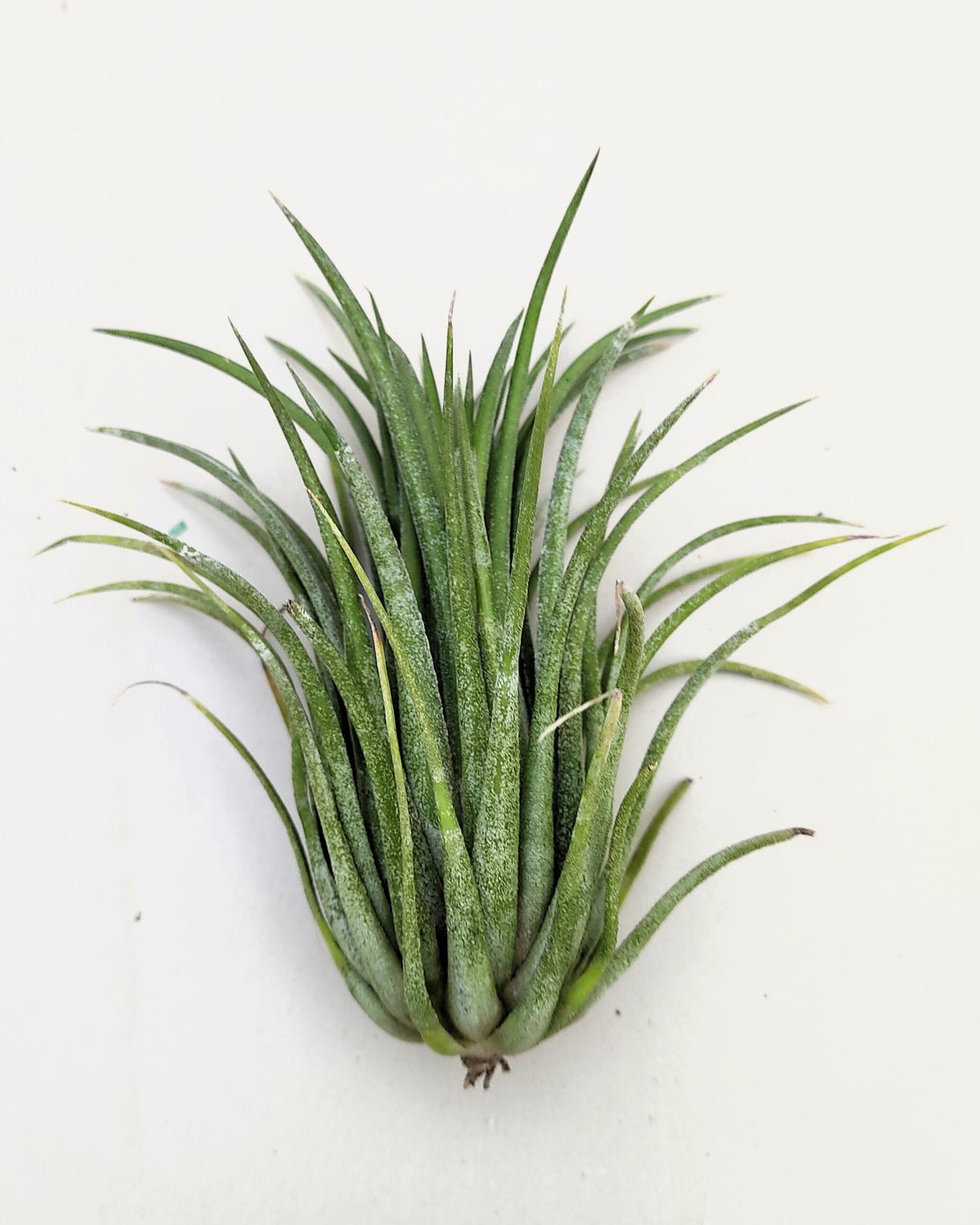 Tillandsia Ionantha Var. Rubra [m]; Planta Del Aire; Curiosarium; Altura 7-10 Cm_4