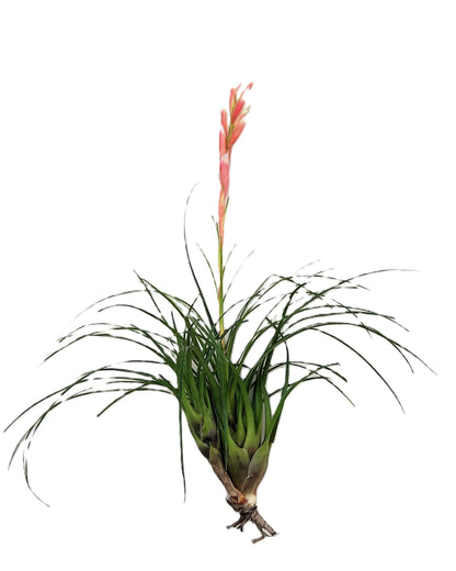 Vriesea correia-araujoi; Bromelía de floración llamativa; Curiosarium; Altura 20 cm, Diámetro 25 cm_0