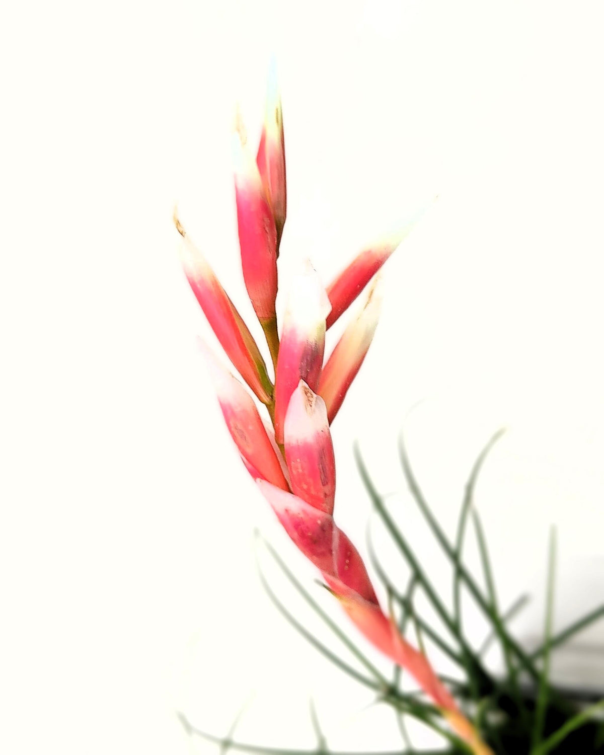 Vriesea correia-araujoi; Bromelía de floración llamativa; Curiosarium; Altura 20 cm, Diámetro 25 cm_3