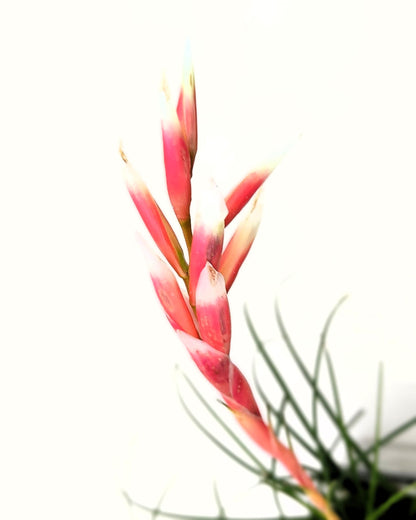 Vriesea correia-araujoi; Bromelía de floración llamativa; Curiosarium; Altura 20 cm, Diámetro 25 cm_3