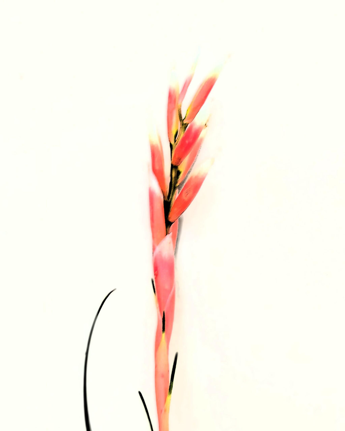 Vriesea correia-araujoi; Bromelía de floración llamativa; Curiosarium; Altura 20 cm, Diámetro 25 cm_4